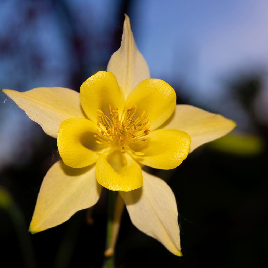 Aquilégia chrysantha Yellow Queen