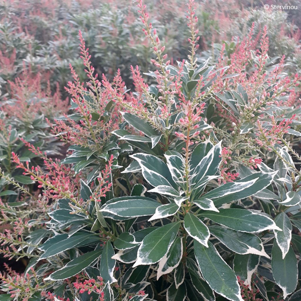 Pieris japonica Polar Passion