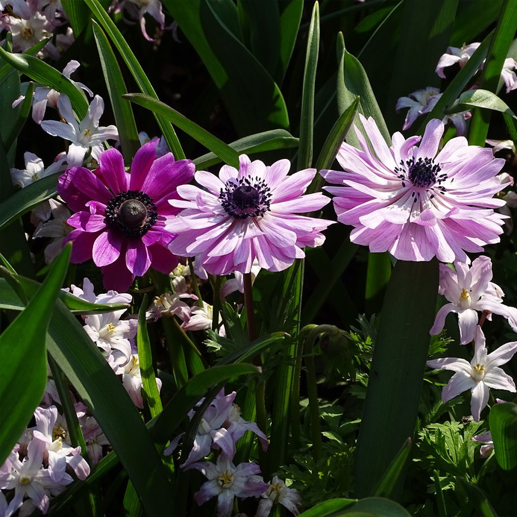 Anemone coronaria double Admiral