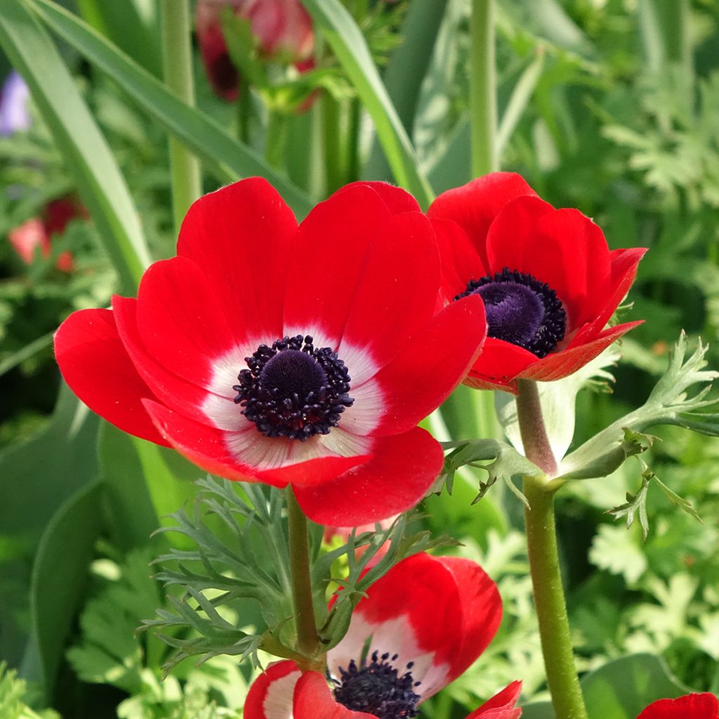 Anemone coronaria Hollandia