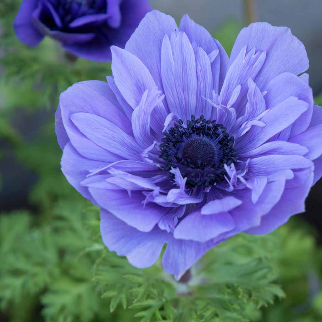 Anemone coronaria Lord Lieutenant