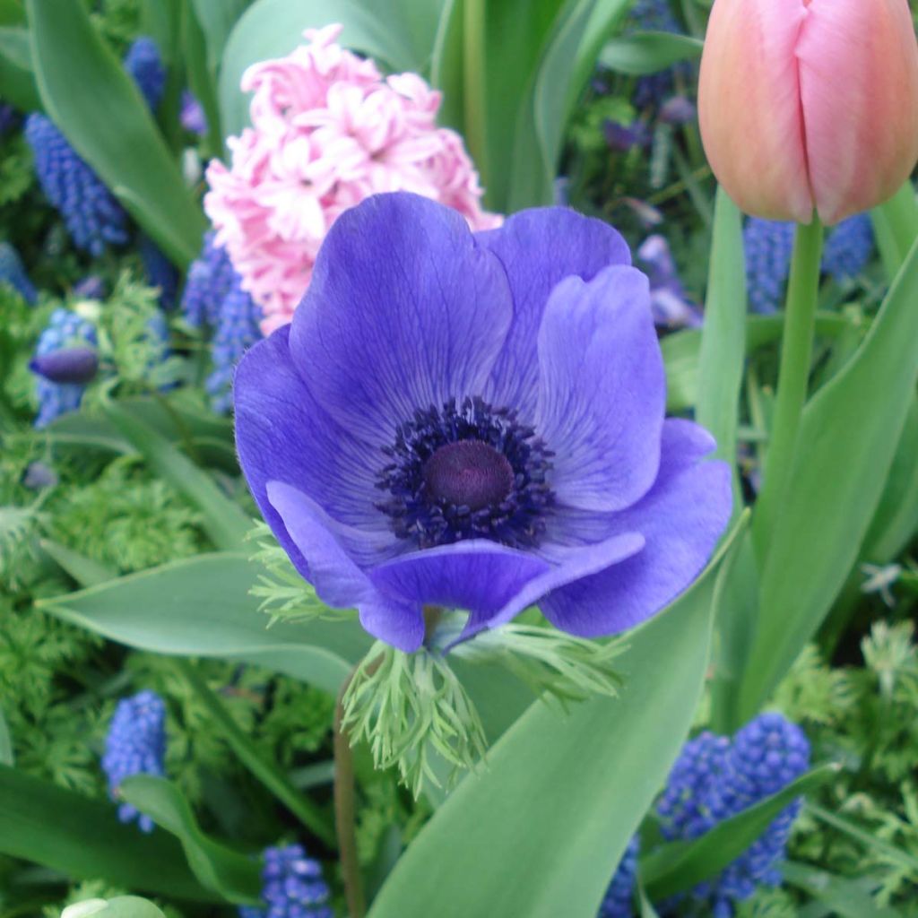 Anemone coronaria Mr Folker - Anémone de Caen  