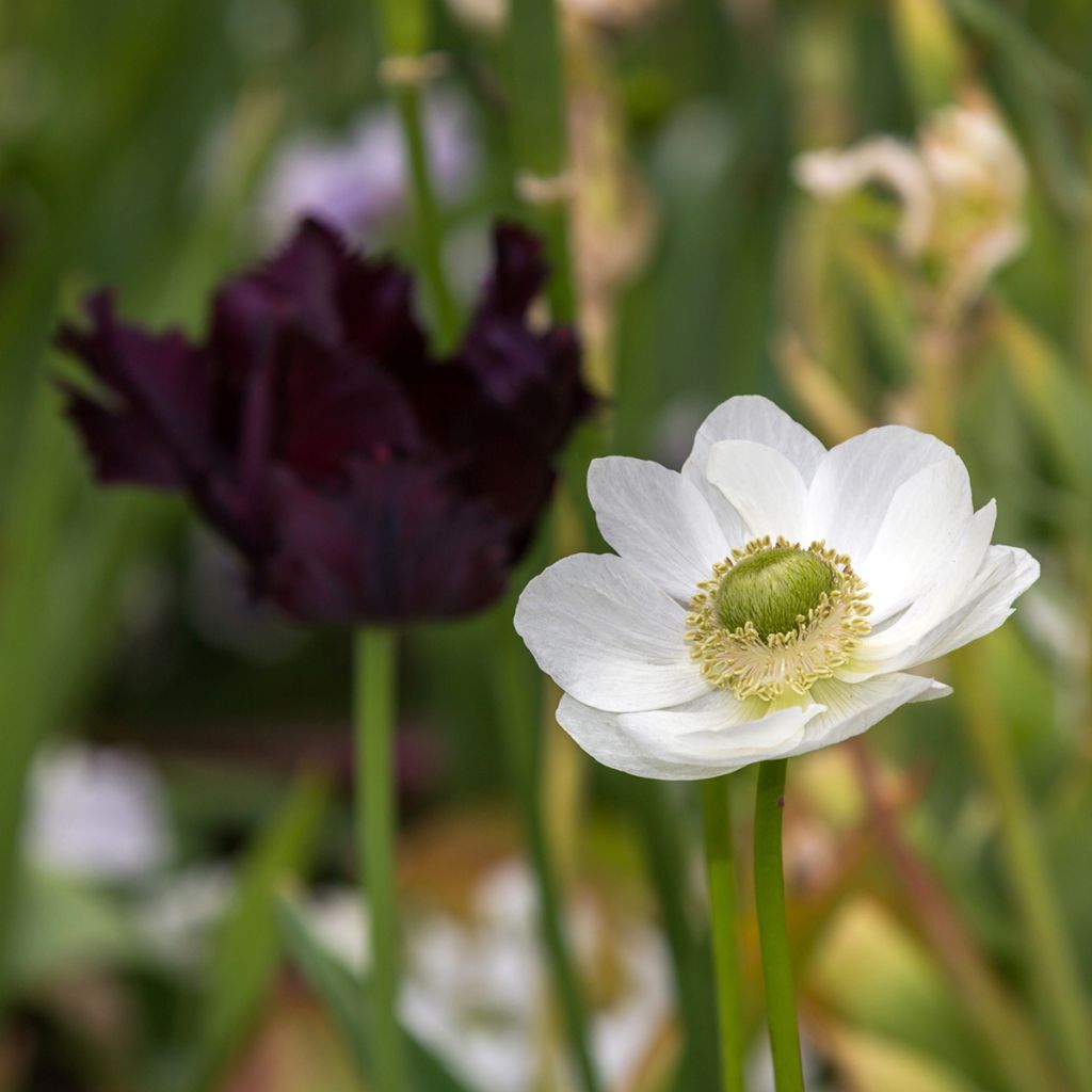Anemone coronaria The Bride