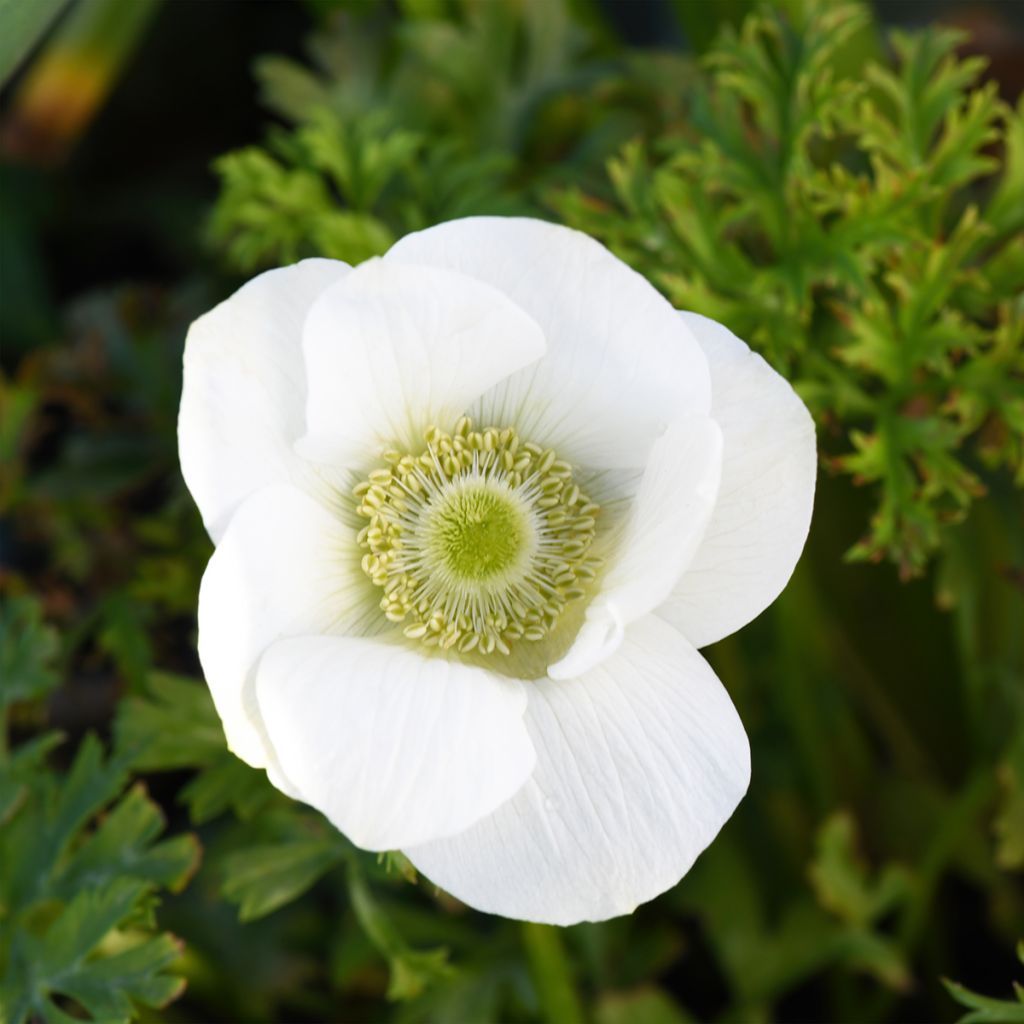 Anemone coronaria The Bride