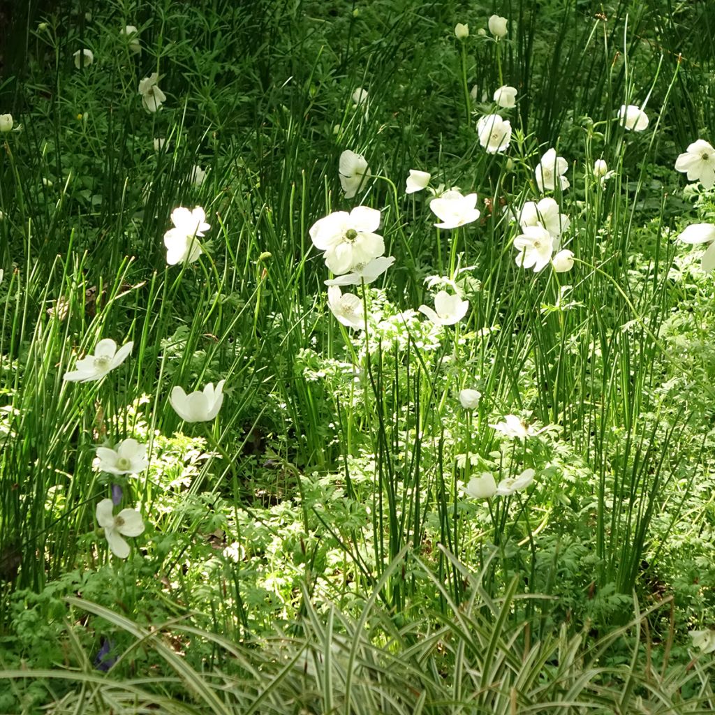 Anemone coronaria The Bride