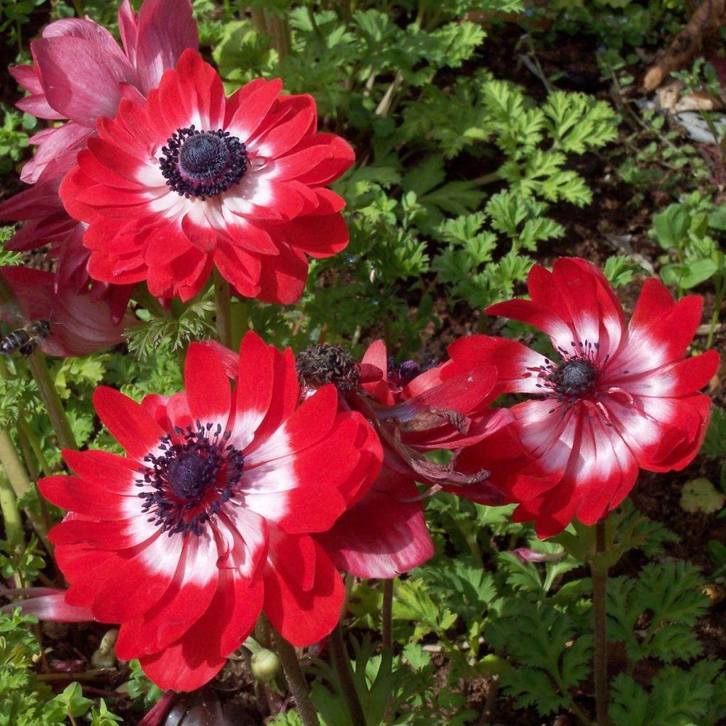Anemone coronaria The Governor - Anémone de Caen