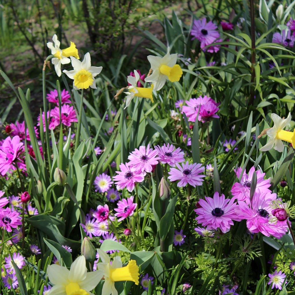 Anemone coronaria double Admiral