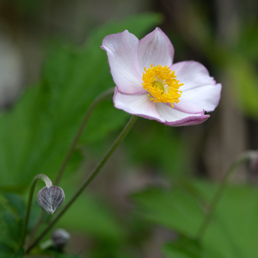 Anémona-do-japão Hadspen Abundance - Anemone × hybrida