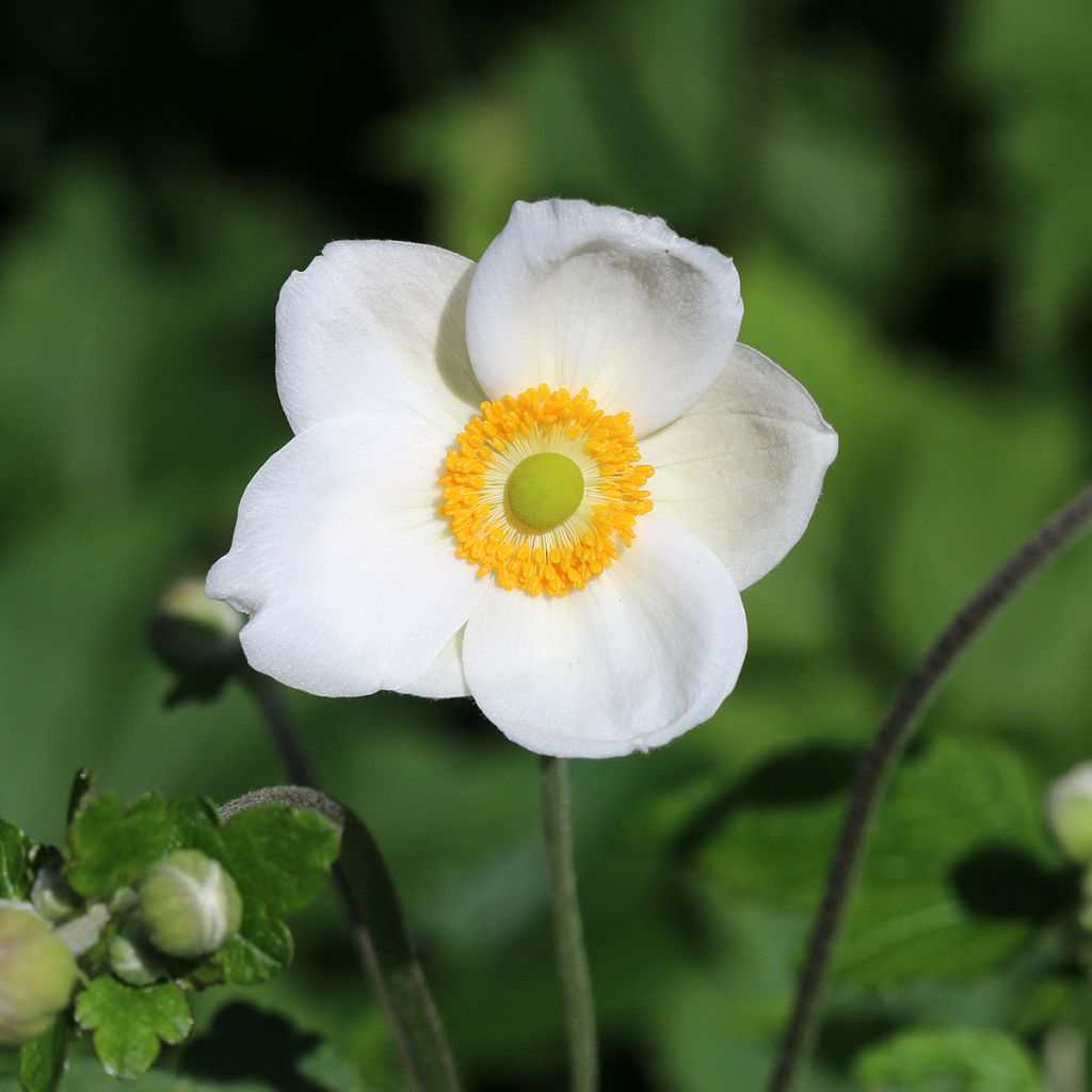 Anémona-do-japão Honorine Jobert - Anemone × hybrida