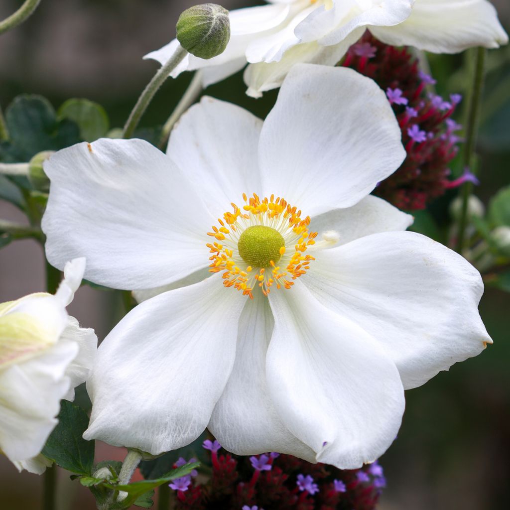 Anémona-do-japão Honorine Jobert - Anemone × hybrida