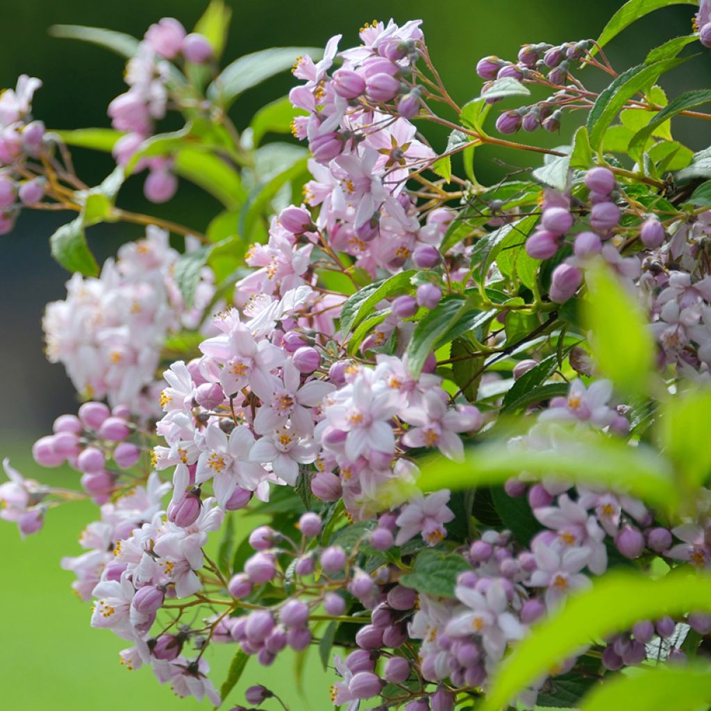 Deutzia Mont Rose
