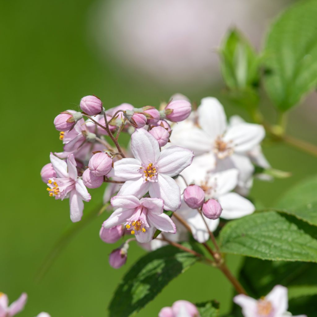 Deutzia Mont Rose