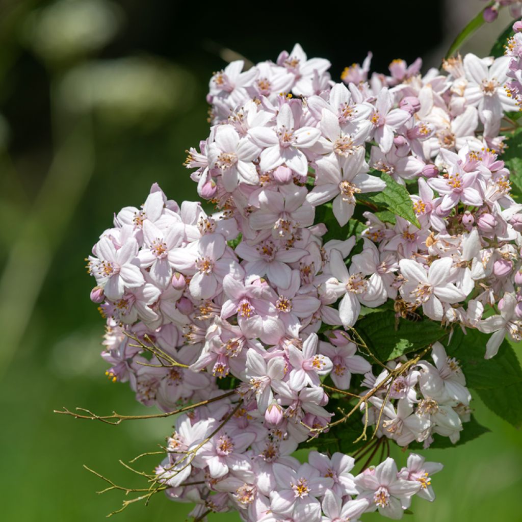 Deutzia Mont Rose