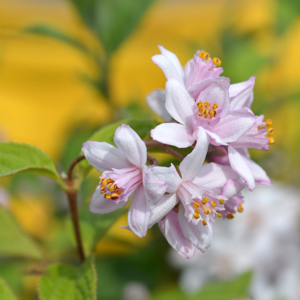Deutzia Mont Rose