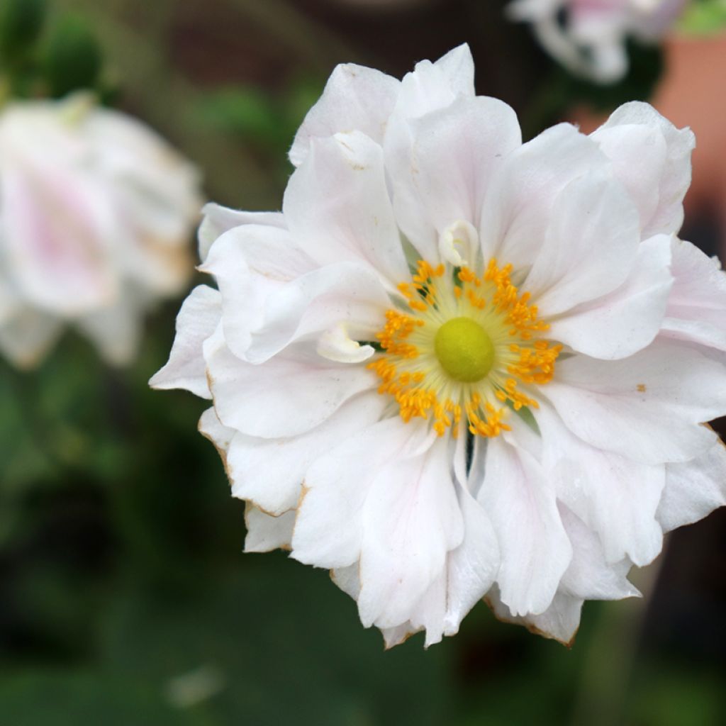 Anémona-do-japão Whirlwind - Anemone × hybrida