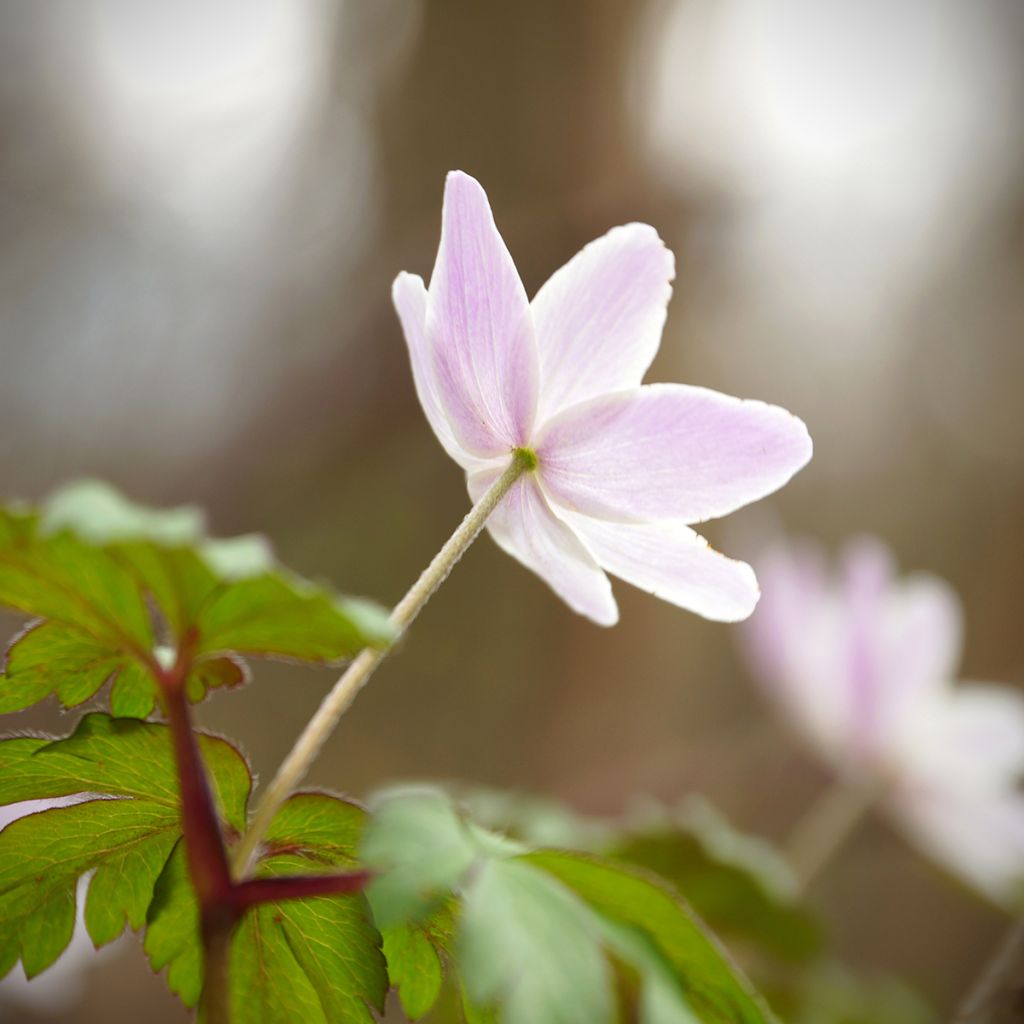 Anemone nemorosa Marie