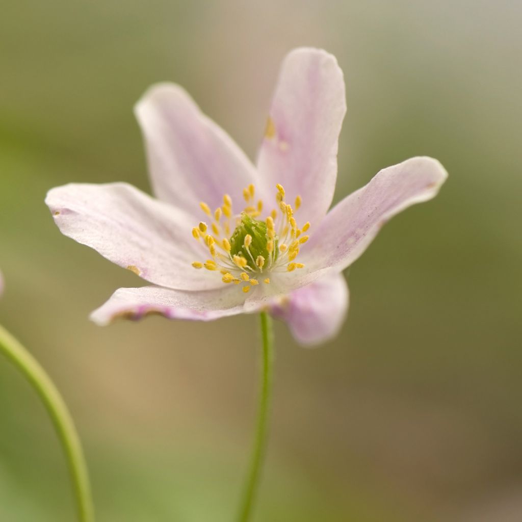 Anemone nemorosa Marie