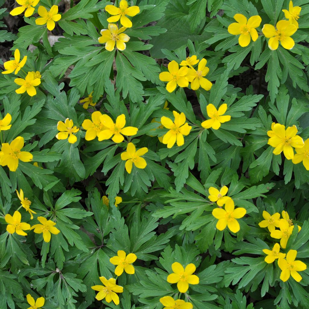Anemone ranunculoides