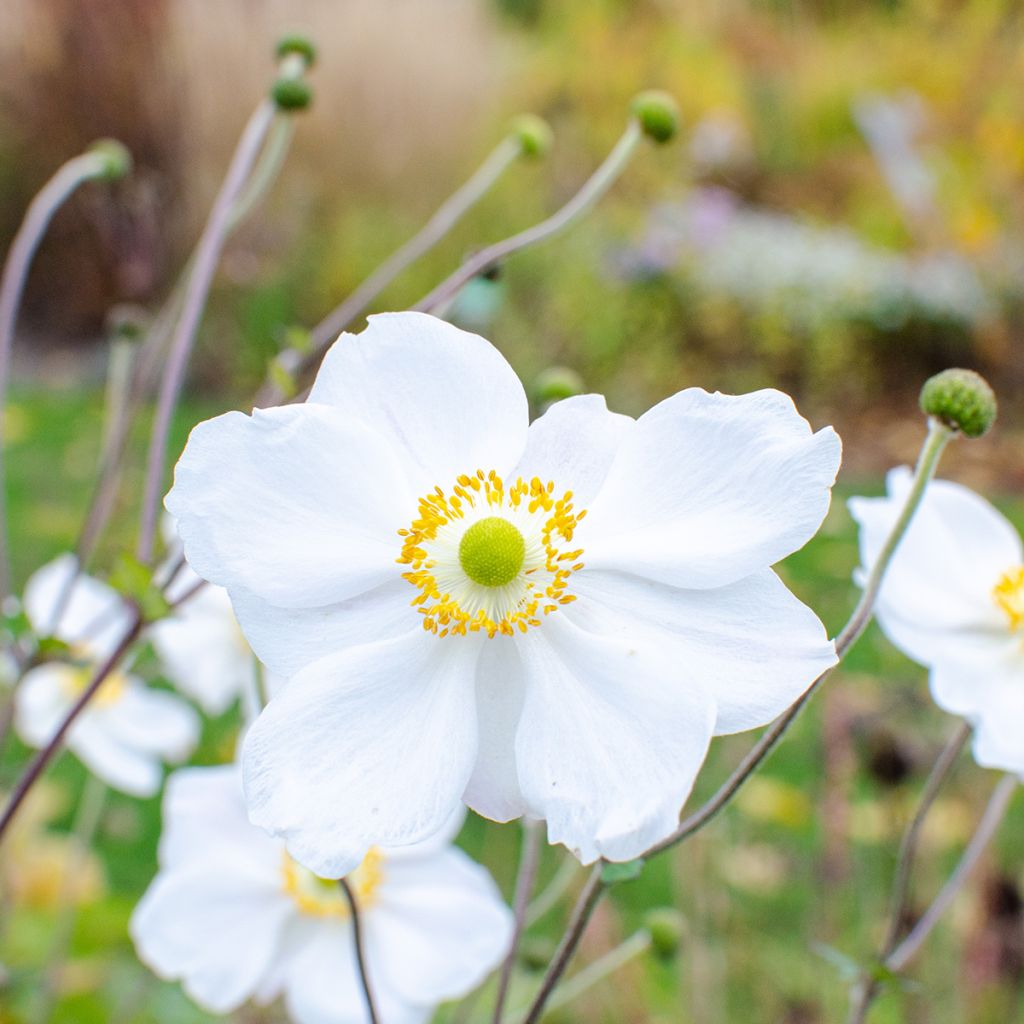 Anémona-do-japão Whirlwind - Anemone × hybrida