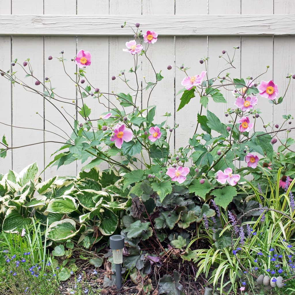Anémona-do-japão September Charm - Anemone hupehensis
