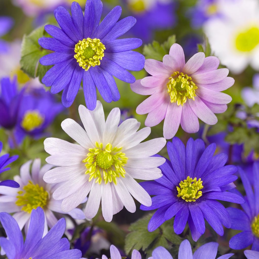Anemone blanda em mistura