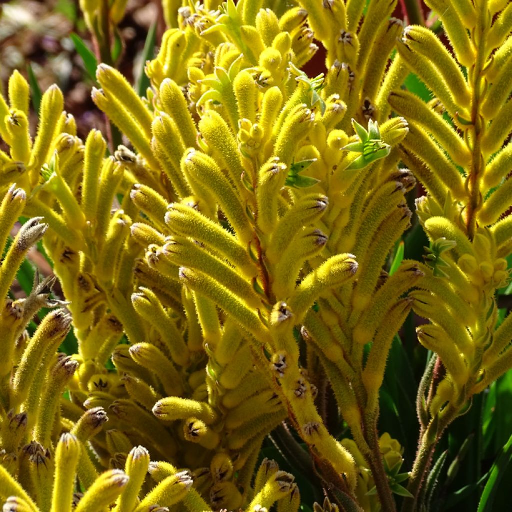 Anigozanthos flavidus Bush Bonanza