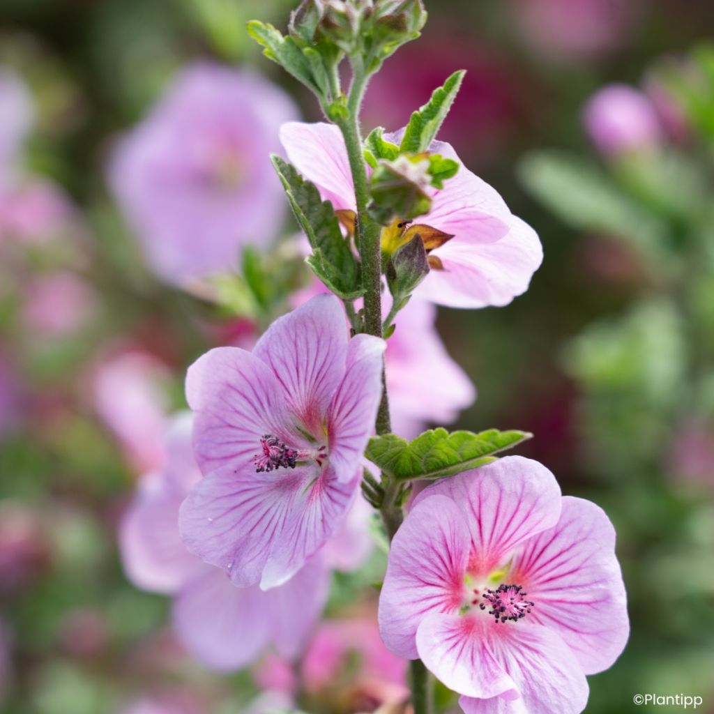 Anisodontea Cotton Candy Pink - Malva-do-cabo