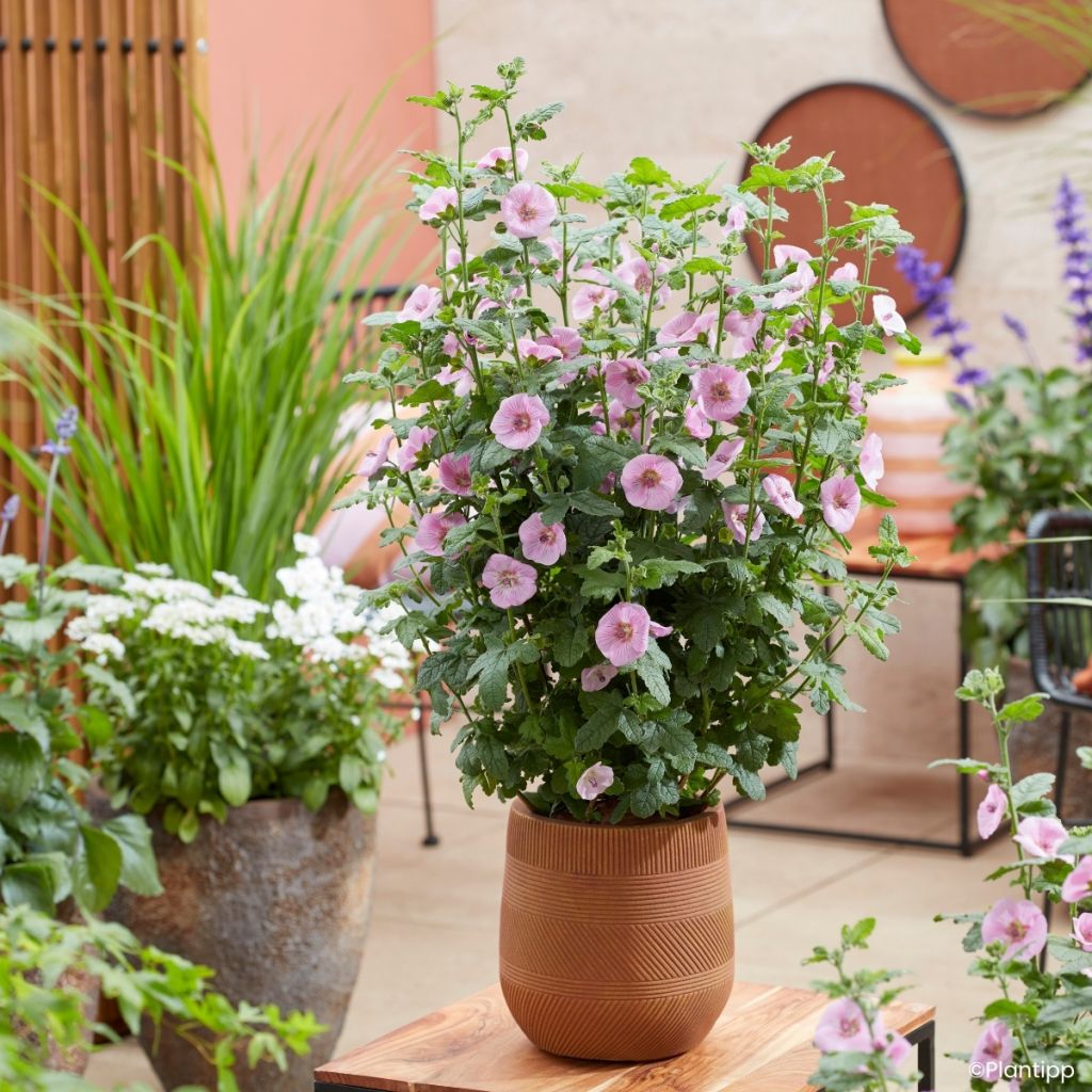 Anisodontea Cotton Candy Pink - Malva-do-cabo