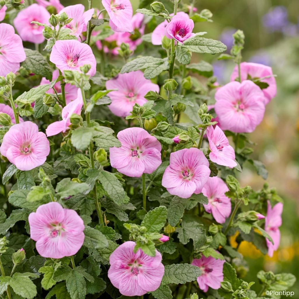 Anisodontea Cotton Candy Pink - Malva-do-cabo