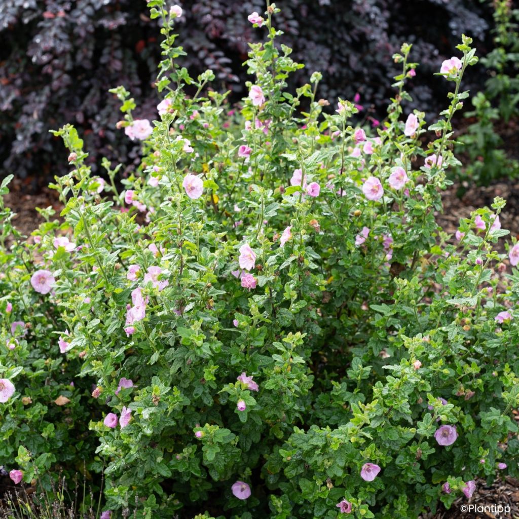 Anisodontea Cotton Candy Pink - Malva-do-cabo