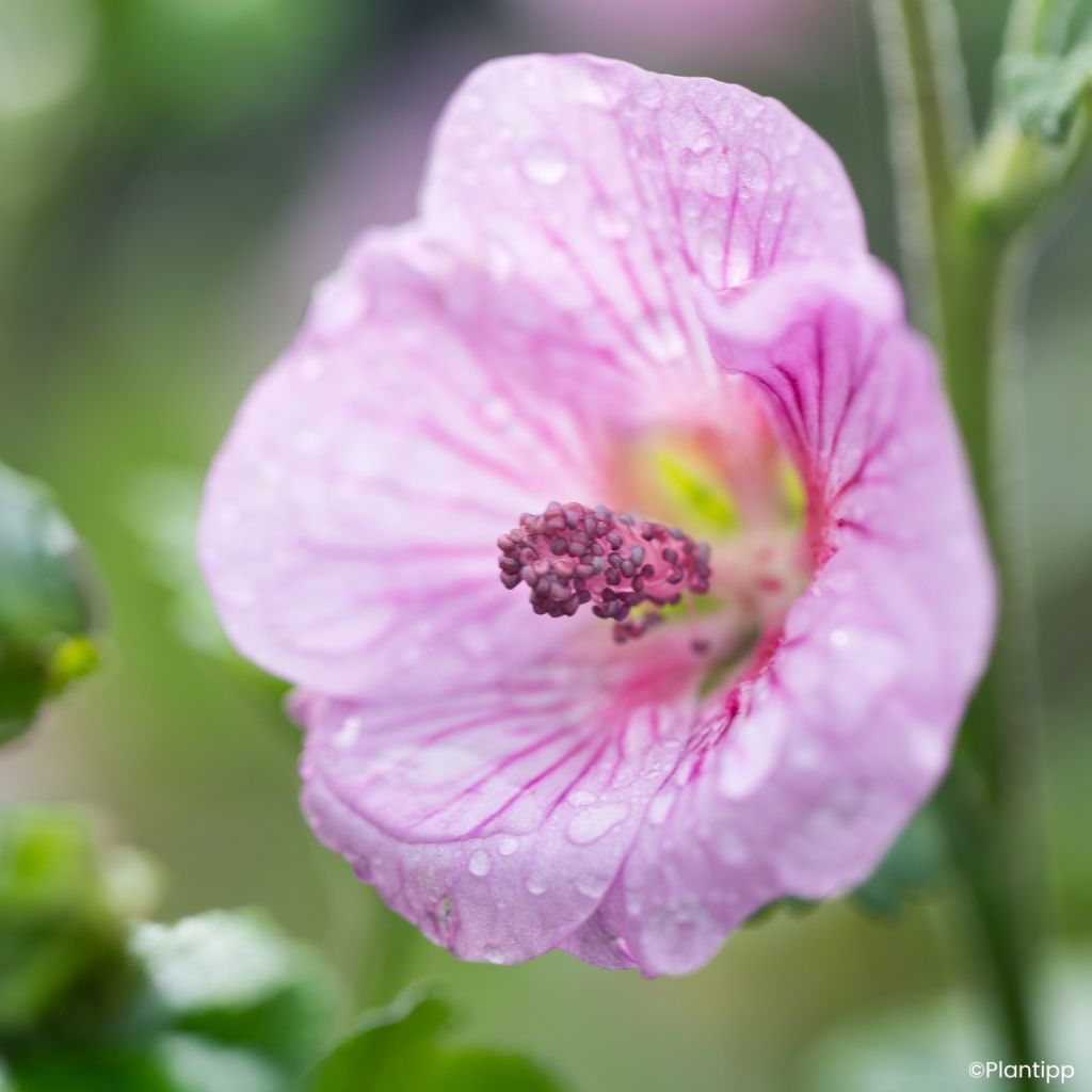 Anisodontea Cotton Candy Pink - Malva-do-cabo