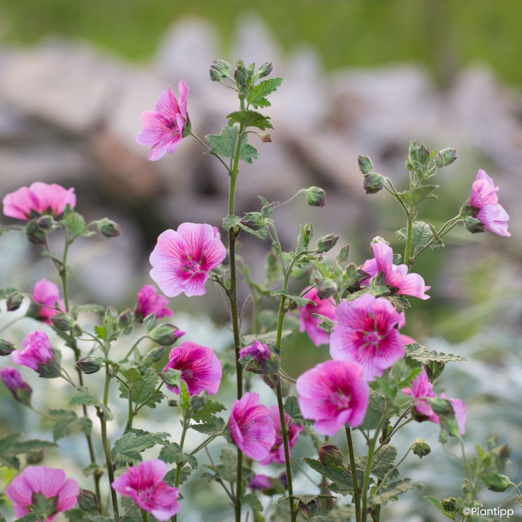 Anisodontea Carnival Lights Celebration - Malva-do-cabo