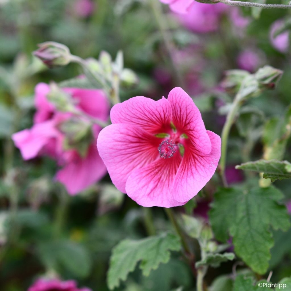 Anisodontea Carnival Lights Celebration - Malva-do-cabo