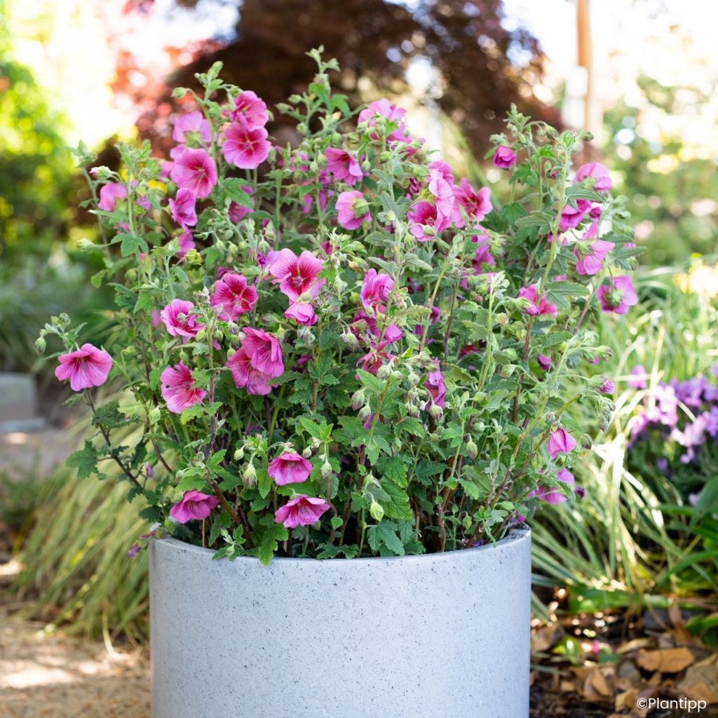 Anisodontea Carnival Lights Celebration - Malva-do-cabo