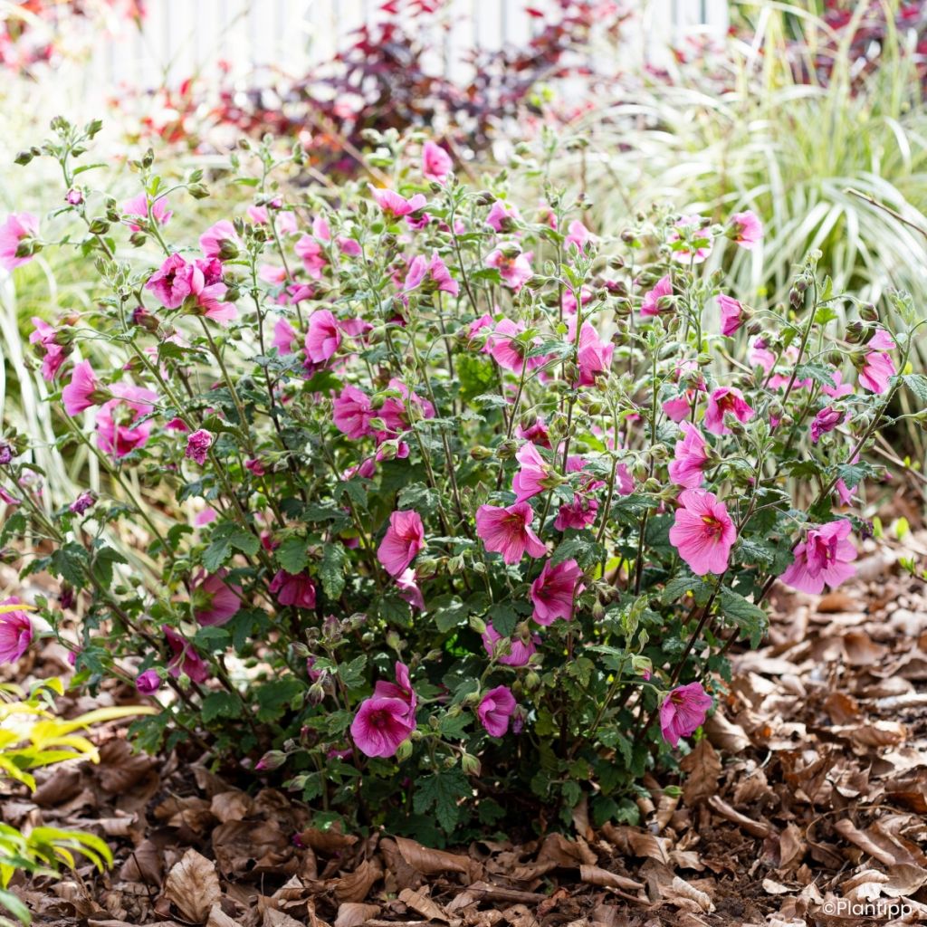 Anisodontea Carnival Lights Celebration - Malva-do-cabo