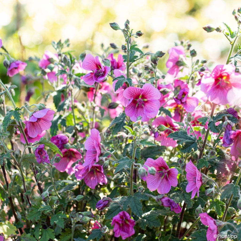 Anisodontea Carnival Lights Celebration - Malva-do-cabo