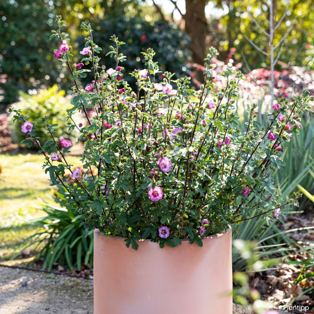 Anisodontea Carnival Lights Gala - Malva-do-cabo