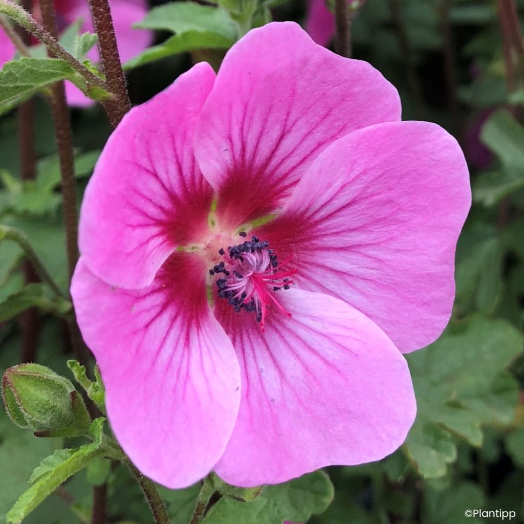 Anisodontea Carnival Lights Gala - Malva-do-cabo