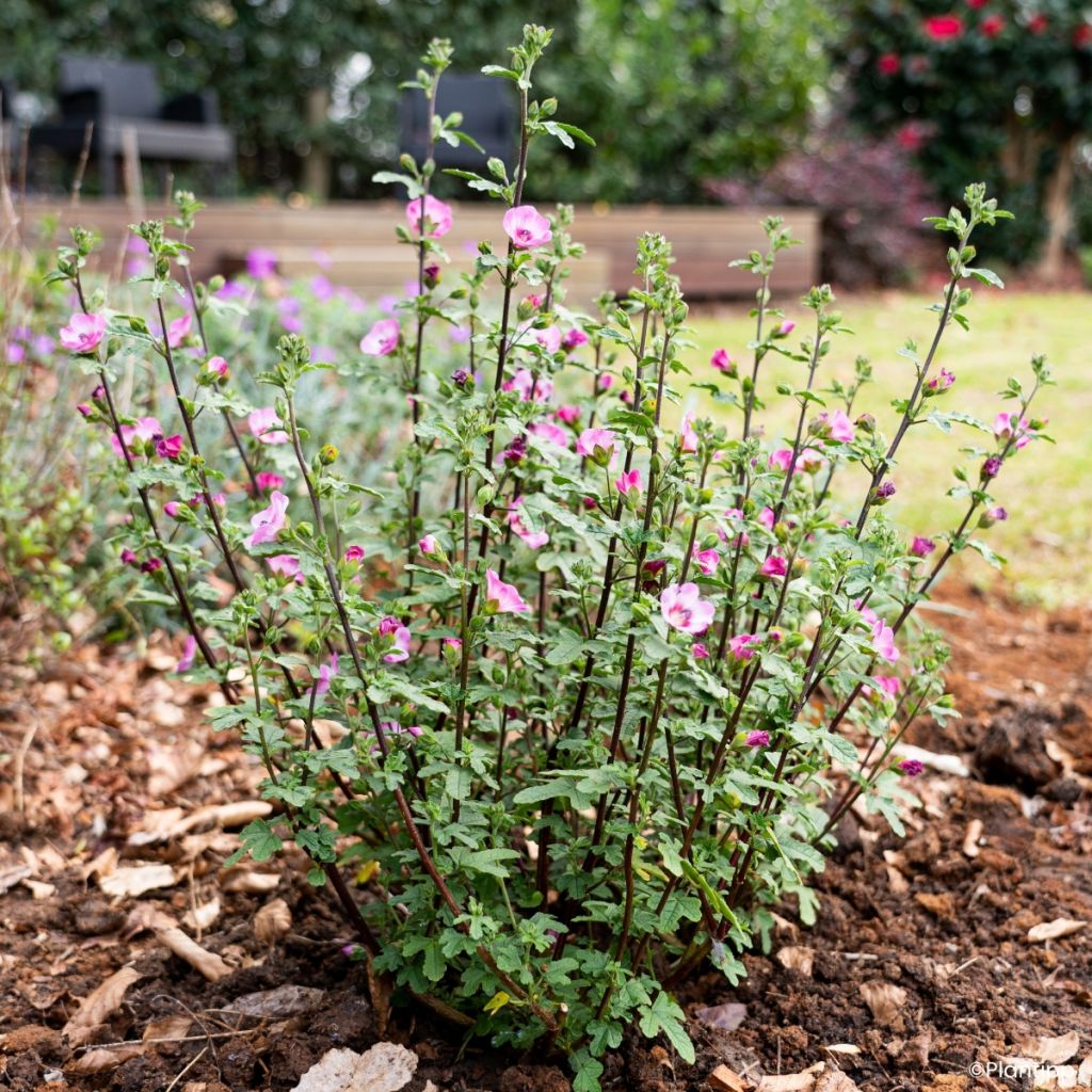 Anisodontea Carnival Lights Gala - Malva-do-cabo