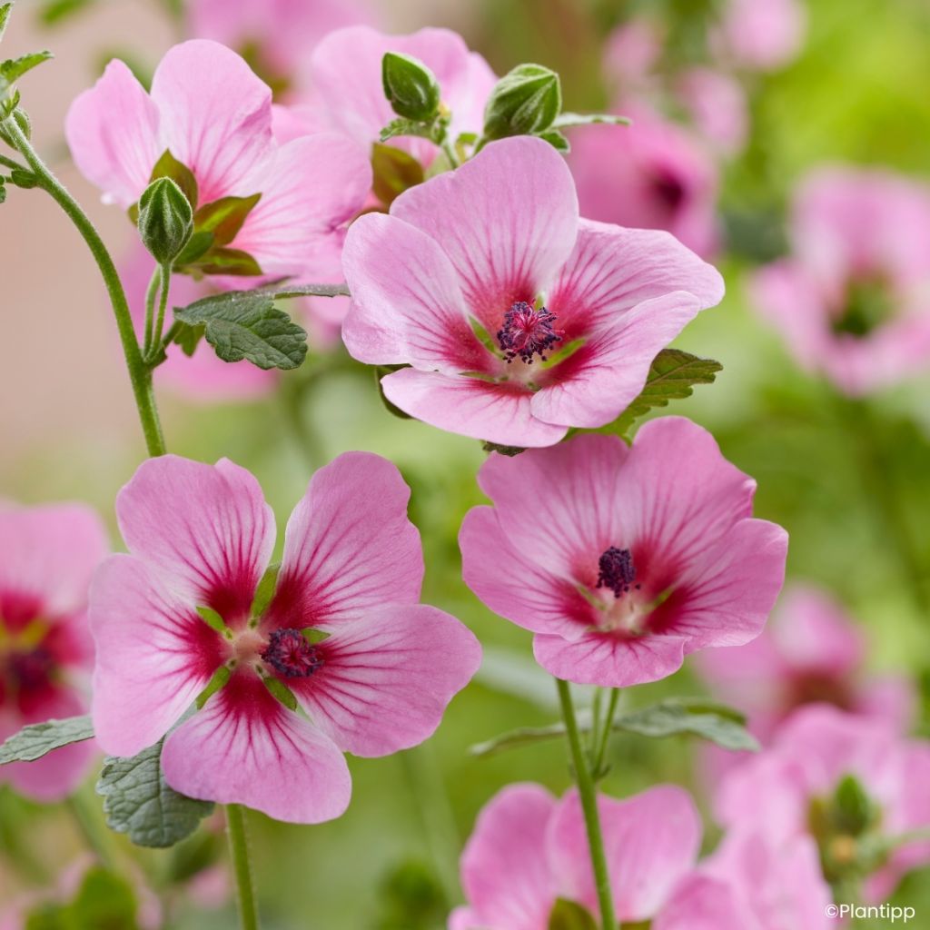 Anisodontea Carnival Lights Gala - Malva-do-cabo