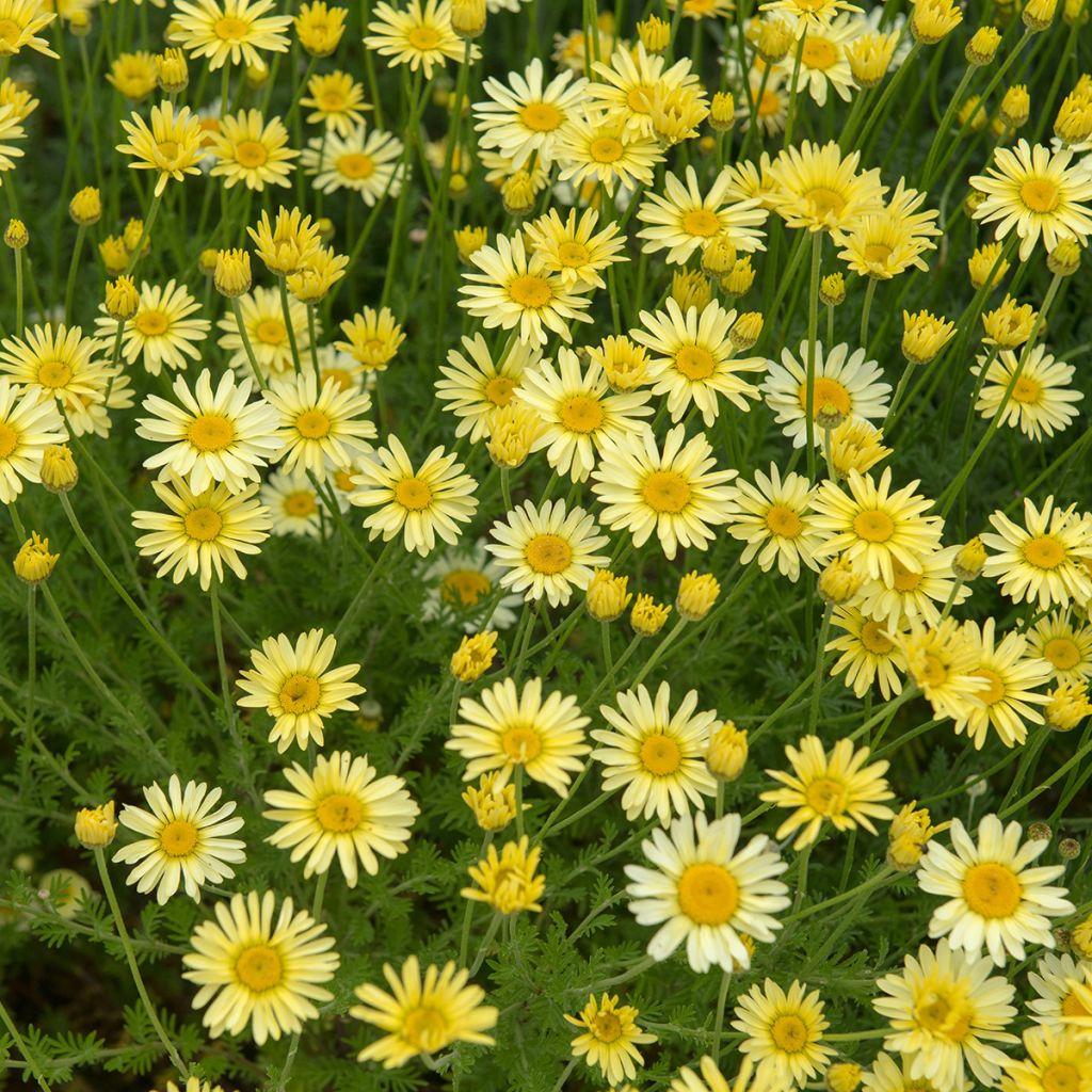 Anthemis tinctoria E.C. Buxton