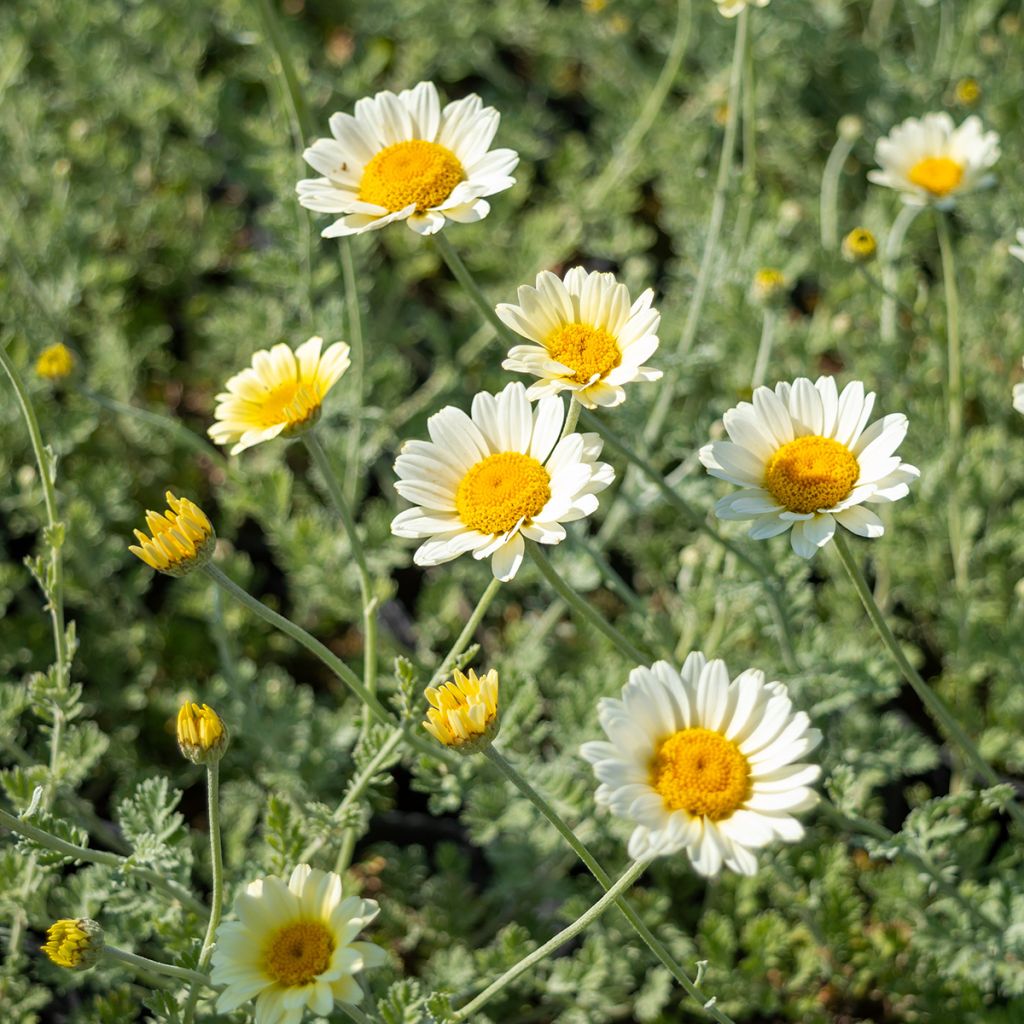 Anthemis tinctoria Sauce Hollandaise