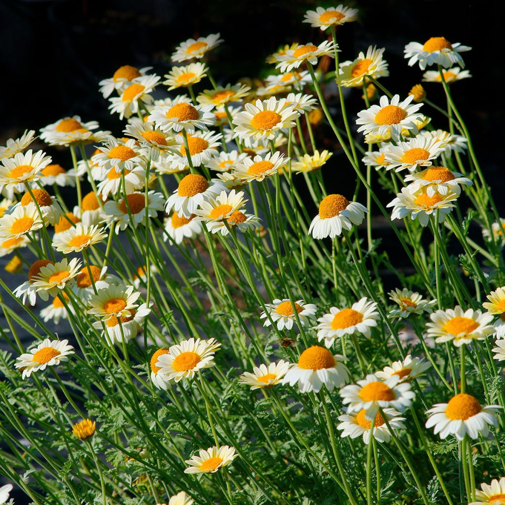 Anthemis tinctoria Sauce Hollandaise