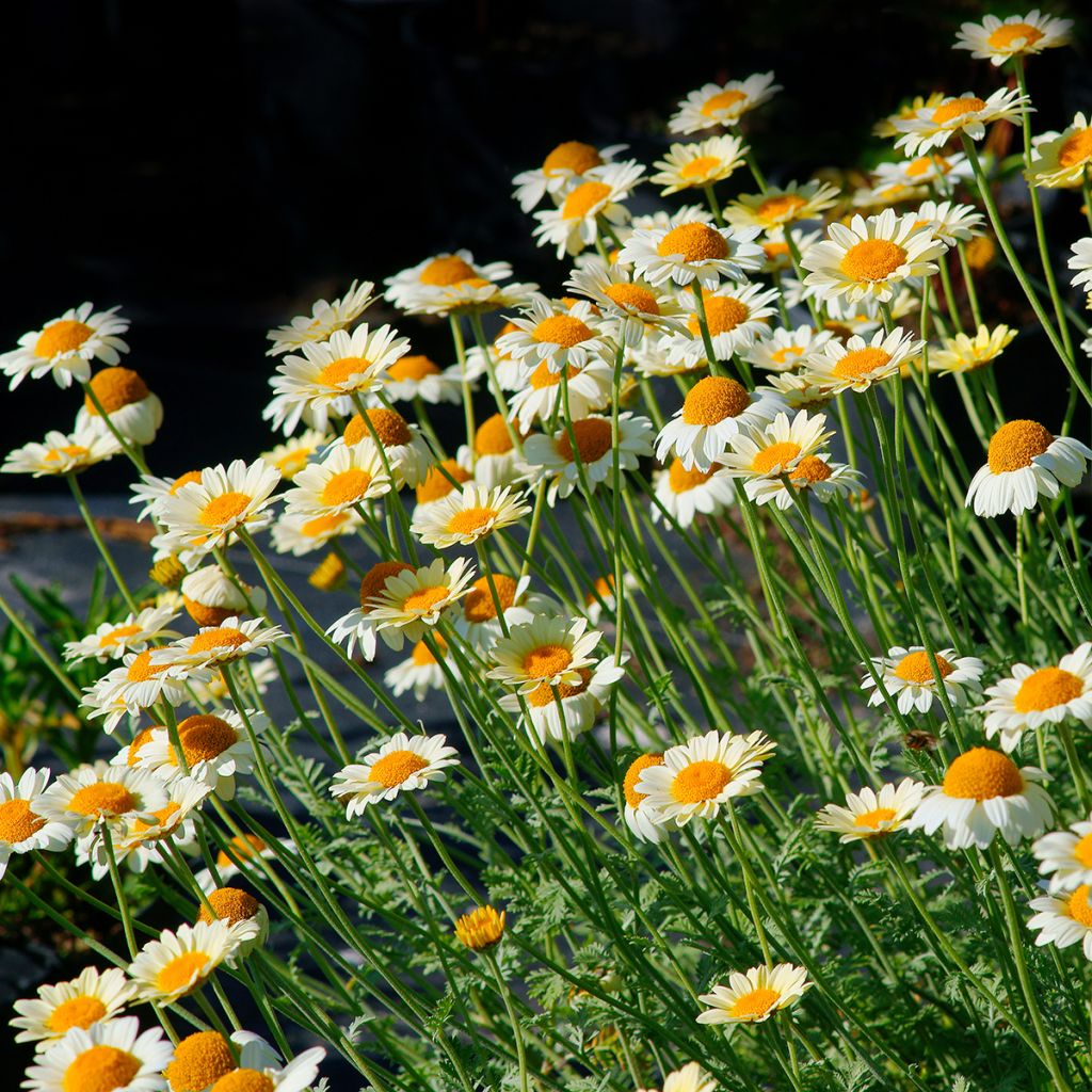Anthemis tinctoria Sauce Hollandaise