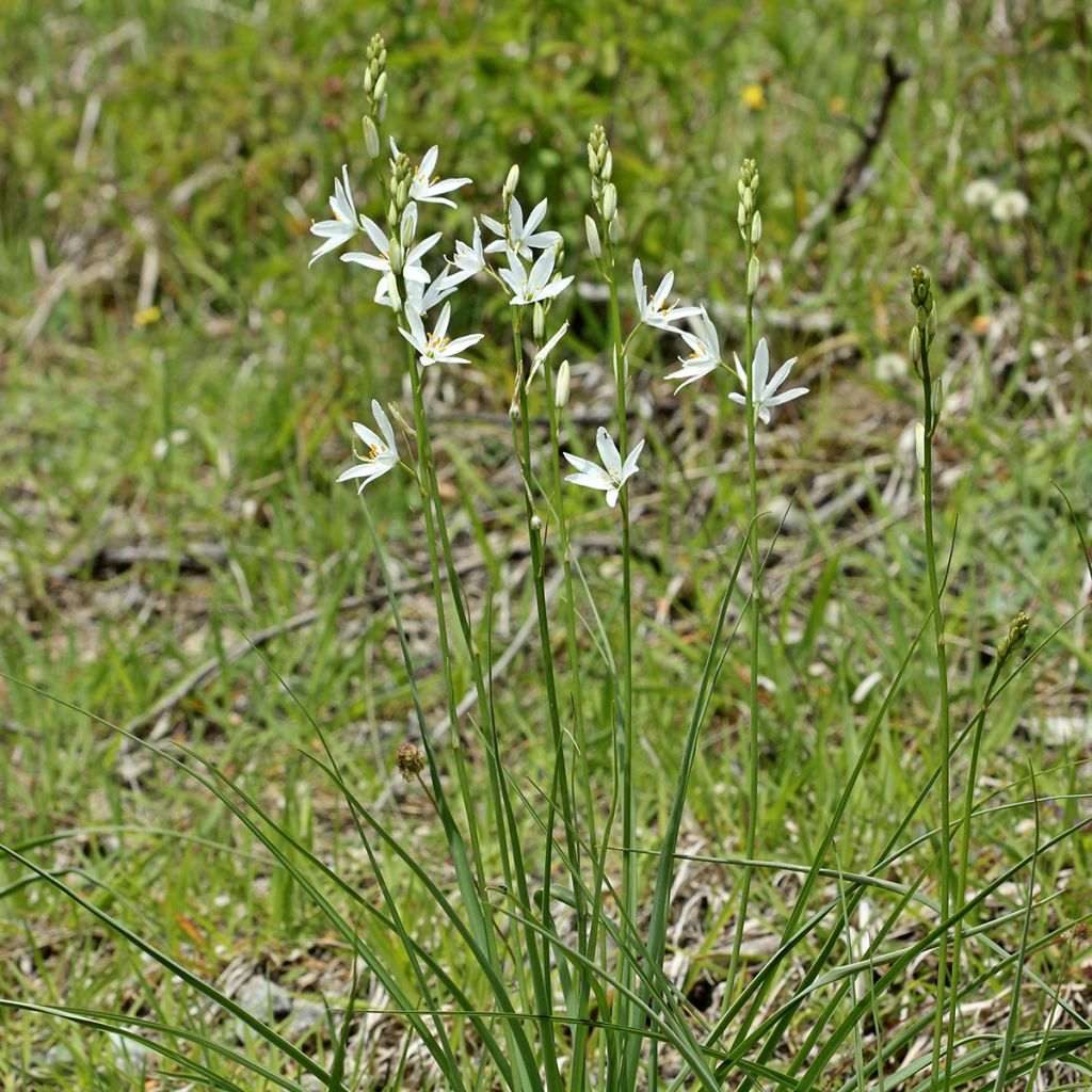 Anthericum liliago