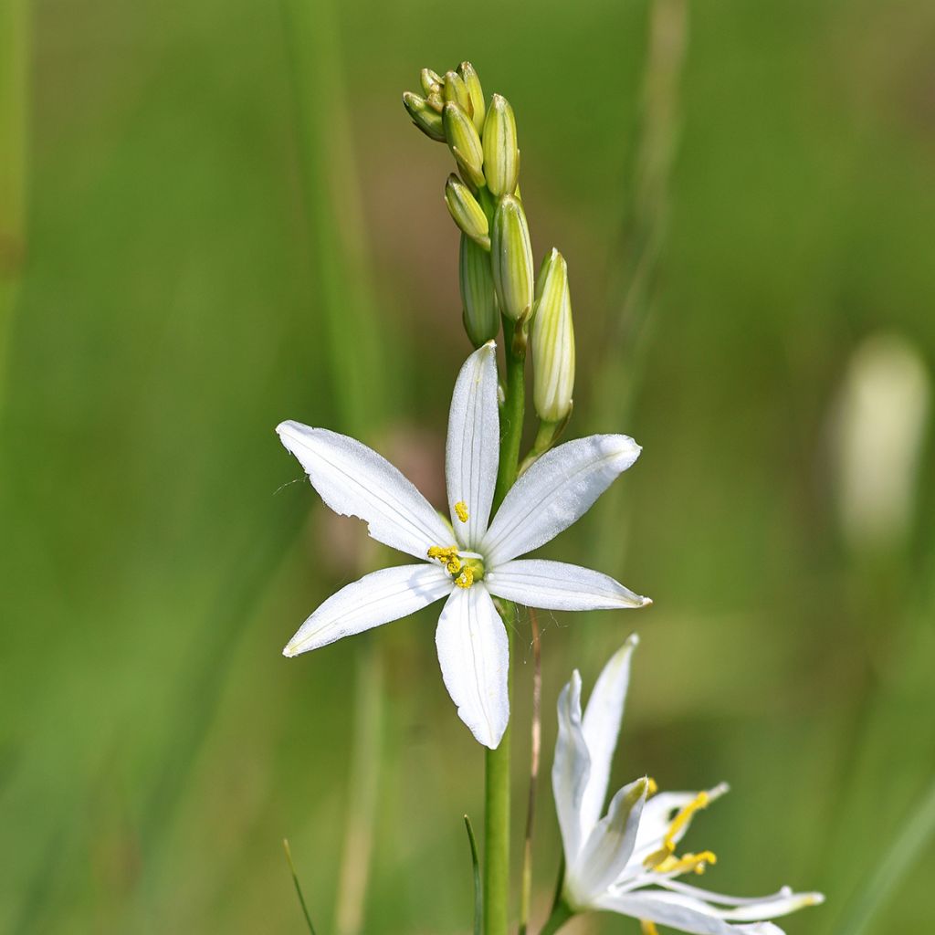 Anthericum liliago