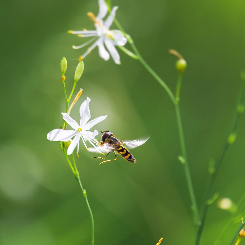 Anthericum liliago