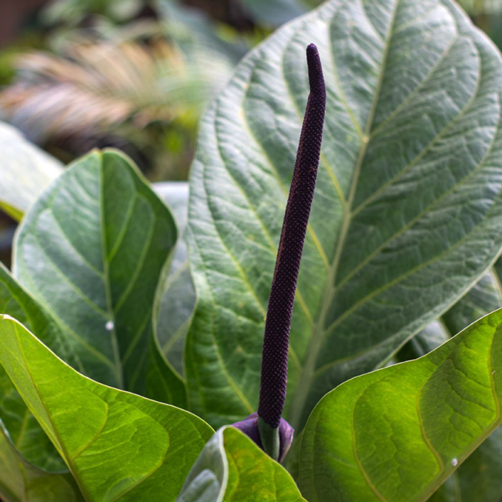 Anthurium jenmanii Green Jady