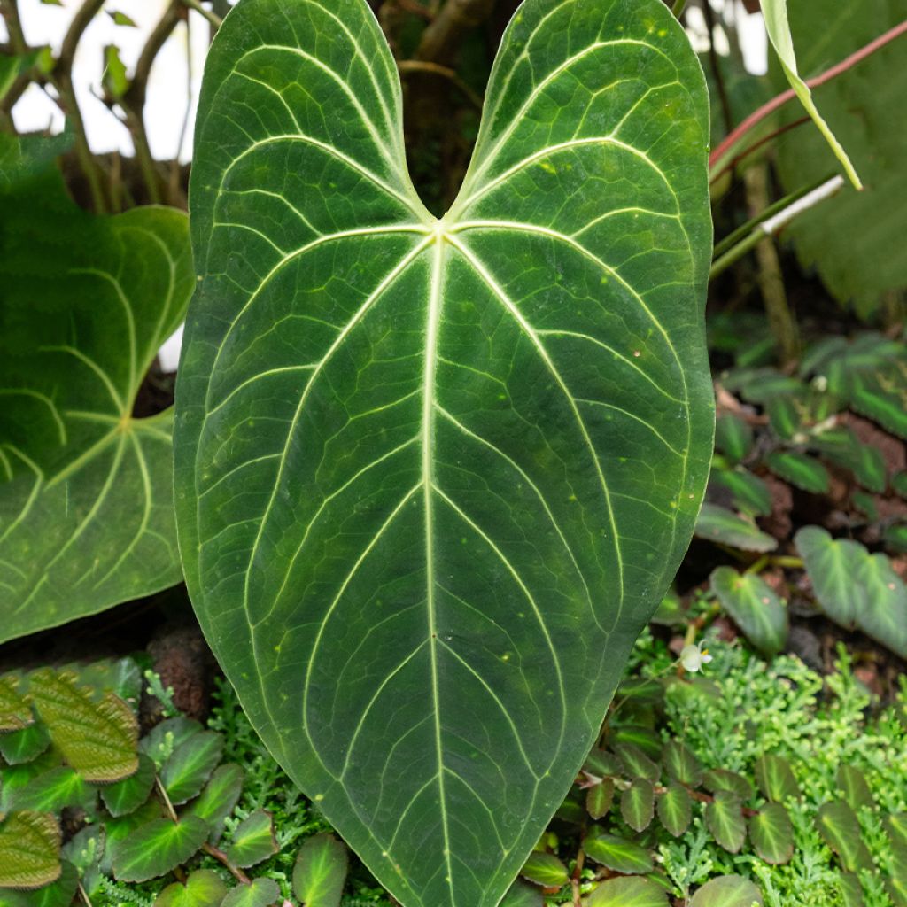 Anthurium magnificum