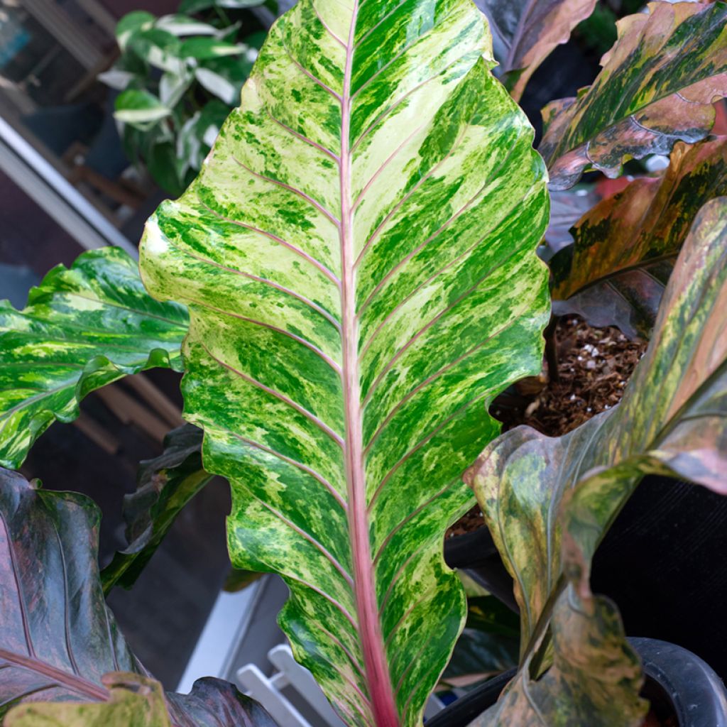 Anthurium Renaissance Variegata